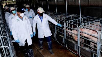 Inversión entre la República de China (Taiwán) y Honduras en proyecto de cría de cerdos es superior a los 2.3 millones de dólares.
