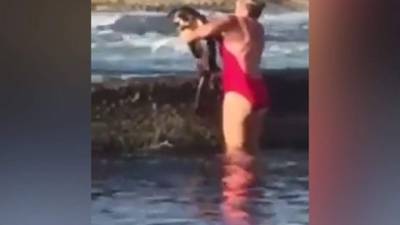 Tomó al tiburón con sus propias manos para regresarlo al mar.
