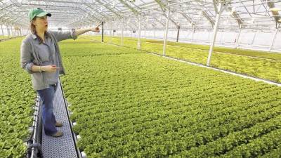 Jenn Frymark, de Gotham Greens, en un invernadero de la empresa instalado en una azotea de Chicago.