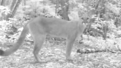 En el video se observa al puma caminar con tranquilidad y curiosidad en su hábitat y pasa frente a la cámara que está oculta en un árbol.