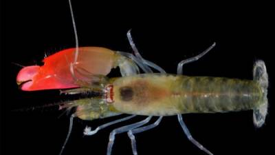 El nuevo camarón descubierto en Panamá. Foto: AFP