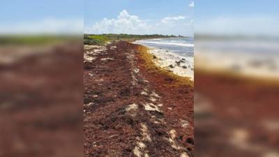 Playa Punta Sur afectada por sargazo, pese a haber sido limpiada tres días antes de la fotografía. Fotos Fátima Romero Murillo