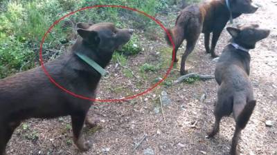 ¿Perros o estatuas? Esta pregunta se hicieron miles de personas al ver el video.