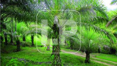 Los cultivos de palma y cardamomo están en la mira de la FTIA porque están acercándose a la zona núcleo del Parque Nacional Cusuco, ya que la altura y la alta humedad les favorece.