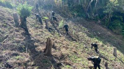 Equipos destruyeron la marihuana encontrada esta mañana.