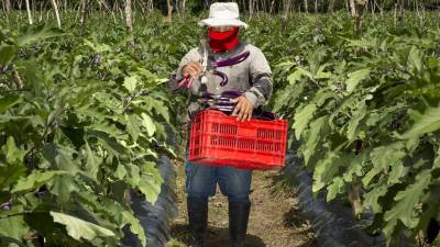 Un productor cosechando berenjenas en una granja en Honduras, uno de los vegetales que se beneficiarán por la ubicación de la nueva terminal de carga del Aeropuerto Internacional de Palmerola.