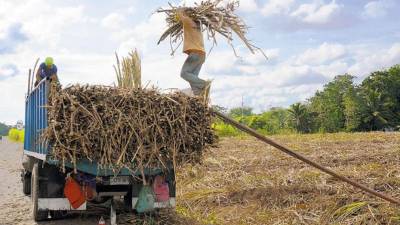 Trabajadores azucareros en la isla de Negros, en Filipinas.