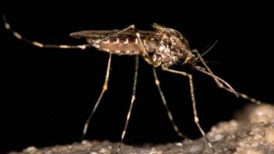 El Aedes aegypti es el principal vector de los virus que causan el dengue, zika y chikungunya.