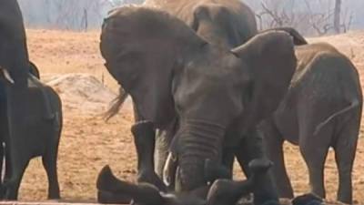 La acción de la mamá elefante recibió mucha admiración en las redes sociales.