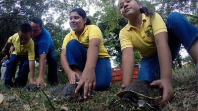 Seis tortugas fueron llevadas a una laguna.