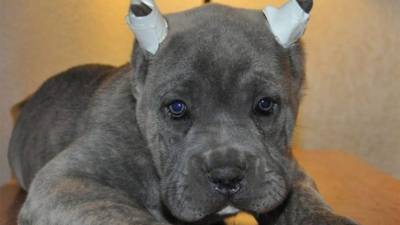 Un hermoso cachorro mutilado por razones estéticas.