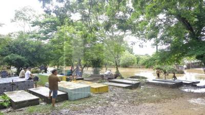 La crecida del río Ulúa arrastró hasta las tumbas del cementerio municipal. Miles de pobladores quedaron atrapados en los campos bananeros y fueron rescatados por las autoridades locales, policías, Cruz Roja y bomberos. FOTOS MELVIN CUBAS.