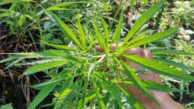 La plantación será destruída en los próximos días.