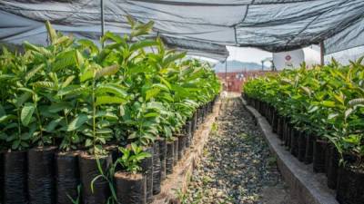 Las plantas son parte de un plan de reforestación en la zona local.