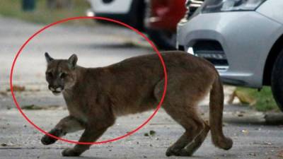El puma fue trasladado tras su captura al Zoológico de Santiago, Chile.