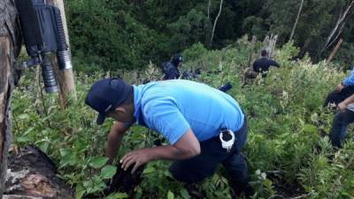 Una parte de las plantas se encontraban secas y listas para empaquetar.