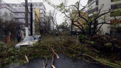 Vista de un árbol caído tras el paso del huracán María, en el municipio de San Juan, Puerto Rico. EFE