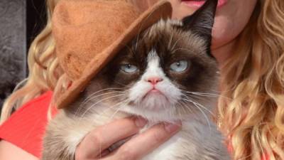 Tartar Sauce, mejor conocida como Grumpy Cat, murió el martes 14 de mayo de 2019.