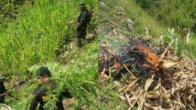 Los agentes encontraron el cultivo de marihuana en Vado Ancho, Tocoa.