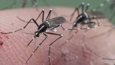 El virus del zika se contagia a través de la picadura de un vector el mismo que transmite el dengue o el chikungunya.
