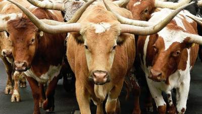 Los contratos futuros del ganado en pie subieron en Estados Unidos a US$1,4155 la libra para luego caer marcadamente a US$1,1580 en siete semanas.