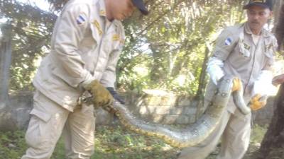 Los miembros del Cuerpo de Bomberos mientras llevaban el animal.