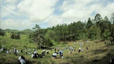 La reforestación es otro de los retos de Honduras firmados en el acuerdo de Paris.