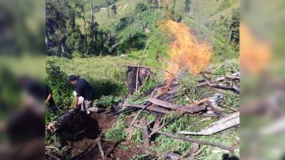 La plantación tenía varios meses, por lo que según agentes ya estaban sacando la marihuana para la distribución.