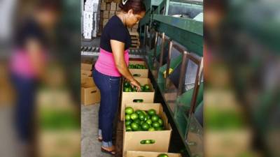 Empresas agrícolas participan en el programa.