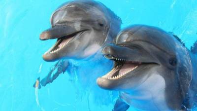 Gran cantidad de delfines viven en las cercanías de las Islas de la Bahía.
