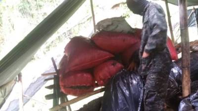 Momento en que los uniformados inspeccionaban las plantaciones y sacos en Las Minas