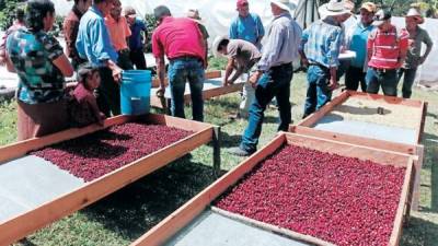 Más de 13,000 productores de café del departamento de Comayagua reportaron sus cosechas a las gremiales cafetaleras.