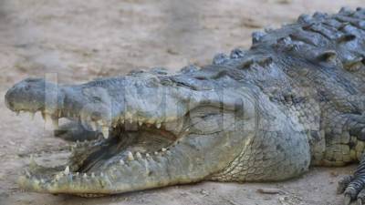 En Cocodrilera Continental, propiedad del empresario Jaime Rosenthal, también se vive la crisis por falta de fondos que afecta a Grupo Continental tras la designación de la OFAC de estar ligado al lavado de activos del narcotráfico.