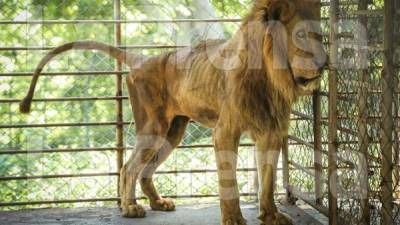 Dentro de una de las fincas alojan a siete leones, tres hembras y cuatro machos, los que también están sufriendo por la falta de comida.