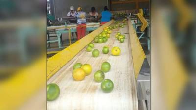 Panorámica del proceso de empaque de la fruta.