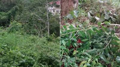 Los cuerpos fueron encontrados en horas distintas, pero ambos fueron lanzados al monte.