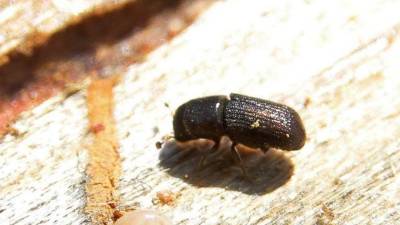 El gorgojo ha representado una amenaza inminente en los bosques de Honduras.