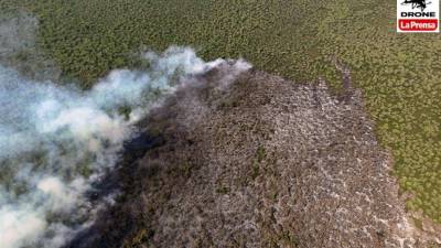 En el Jeannette Kawas, un incendio provocado quemó más de 400 hectáreas, pero nadie fue arrestado. Foto: Yoseph Amaya