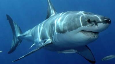 Australia ya acumula 5 muertes por ataques de tiburones en lo que va del año.