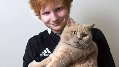 Ed Sheeran nunca ha ocultado su adoración por sus felinos. Foto redes.