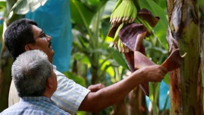 Técnicos revisan plantaciones de banano en las afueras de La Lima. Esta ciudad es por tradición uno de los referentes de la producción de la fruta. Foto: Amílcar Izaguirre