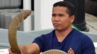 El famoso 'domador de serpientes' malasio Abu Zarin Hussin. Foto: Archivo