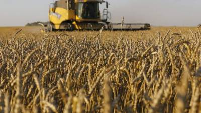 Una plantación de trigo en Rusia, que este año pasaría a ser el mayor exportador del grano del mundo.