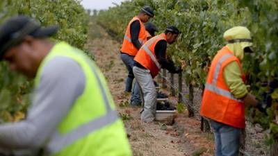 Los trabajadores agrícolas inmigrantes indocumentados son especialmente vulnerables y están siendo terriblemente afectados por estos desastres.