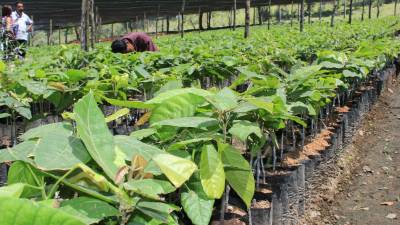 En el Valle de Sula se cultivan miles de hectáreas de cacao fino.