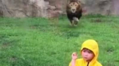 El león se abalanzó contra el menor.