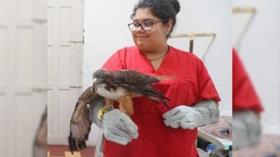 Se cae cuando trata de volar. También la cuida Elionora, la hija del veterinario. Foto: José Cantarero