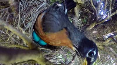 El madre abandona sus huevos por unos instantes y la serpiente aprovecha a comerlos.