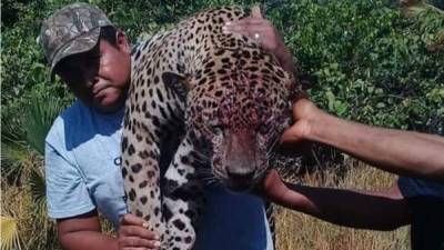 Un hombre camina con un jaguar muerto en su hombro.