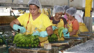 Las fincas productoras en La Lima le venden el banano a la Chiquita Brands.